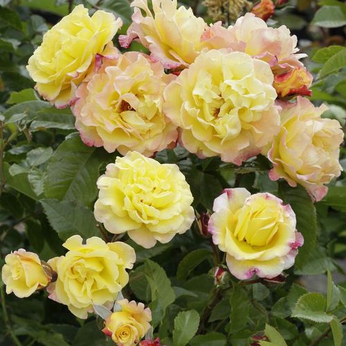 Amarillo - Árbol de Rosas Floribunda - rosal de pie alto- forma de corona tupida
